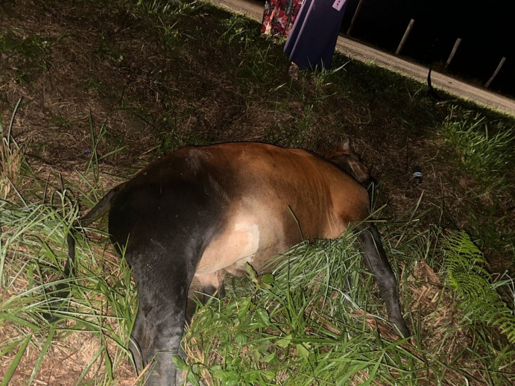 Carro bate em boi solto na pista e sai da estrada em Mâncio Lima