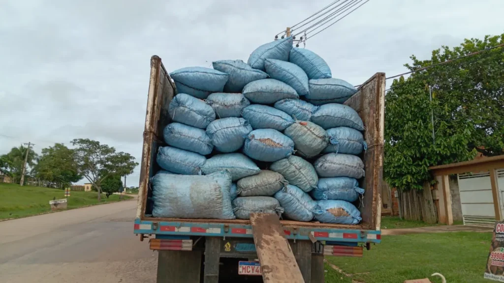 Preço da lata da castanha sobe para R$ 180 no interior do Acre