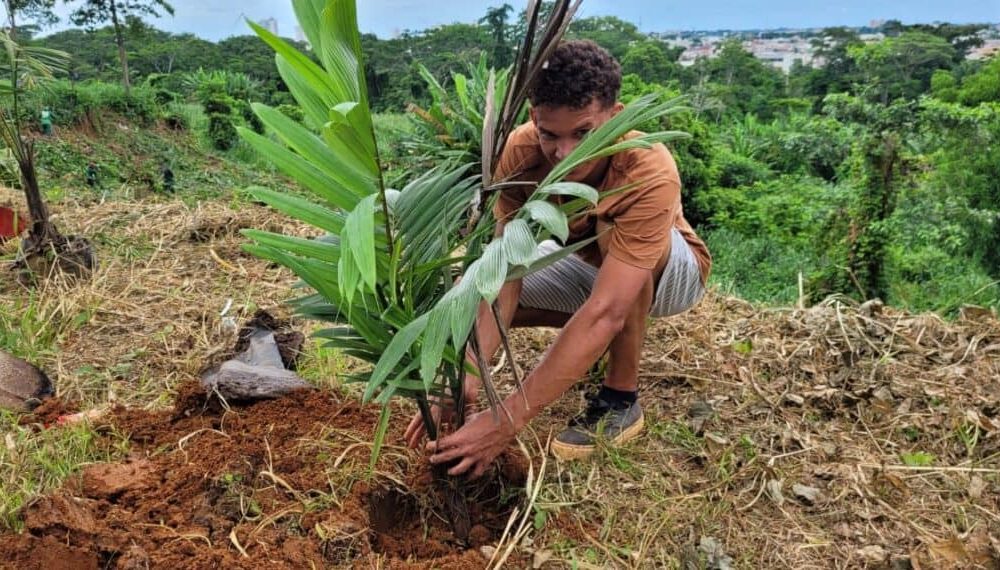 Acre institui Dia do Plantio de Árvores para incentivar reflorestamento