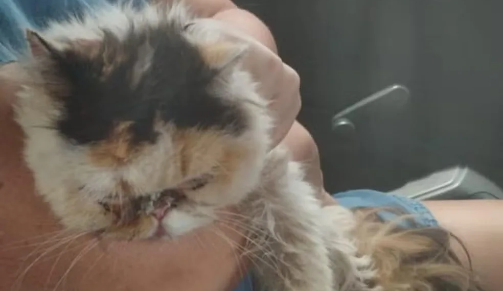 Gata sequestrada durante assalto no Acre é encontrada debilitada após quase 1 mês