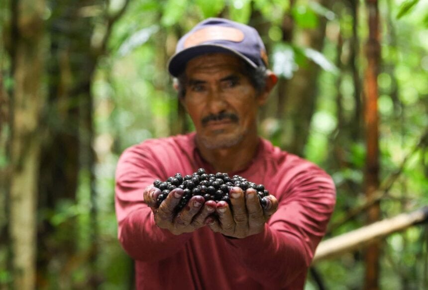 Cadeia produtiva do açaí é uma das mais desafiadoras no Acre