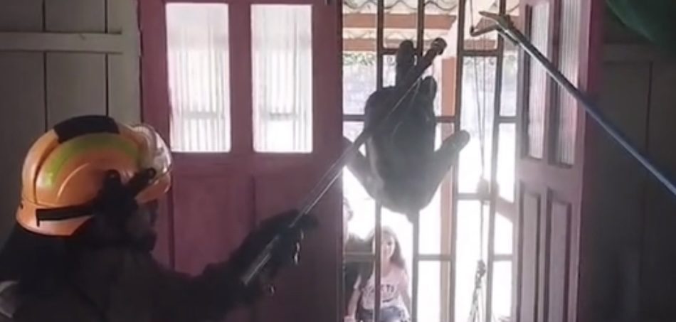 Bicho-preguiça é resgatado pelos Bombeiros em janela de casa, em Mâncio Lima