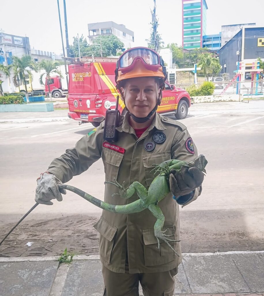Corpo de Bombeiros realiza capturas de animais silvestres em áreas urbanas no Juruá