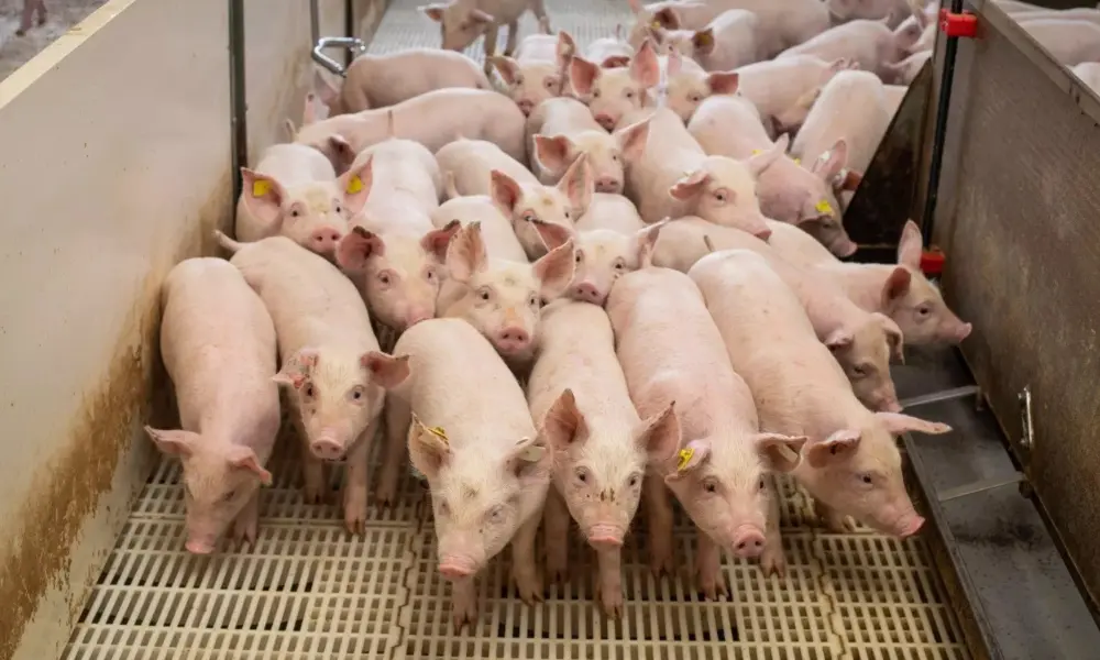 Acre investe mais de R$ 200 milhões na indústria de proteína animal