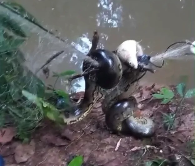 Cobra grande é flagrada atacando malhadeira para comer peixe no Acre