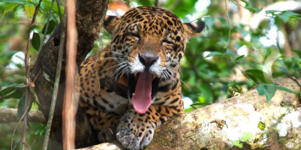 Onça que devorou caseiro estava 26 kg abaixo do peso; entenda