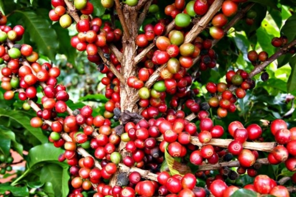 Governo abre inscrições para concurso Qualicafé e divulga lista de patrocinadores