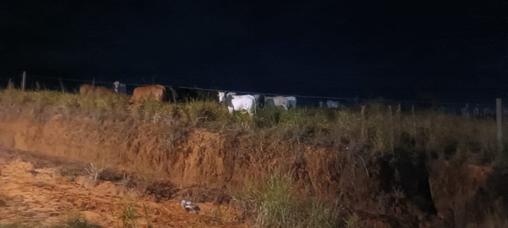 Bois soltos colocam em risco motoristas na estrada do lixão, em Cruzeiro do Sul