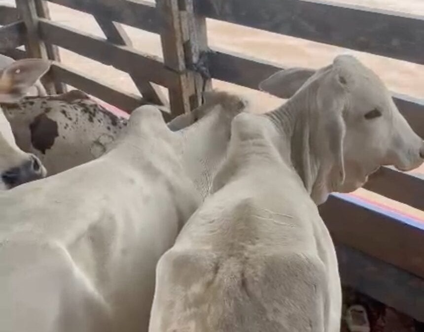 No Acre, pecuarista leva três dias descendo Rio Purus transportando bezerro