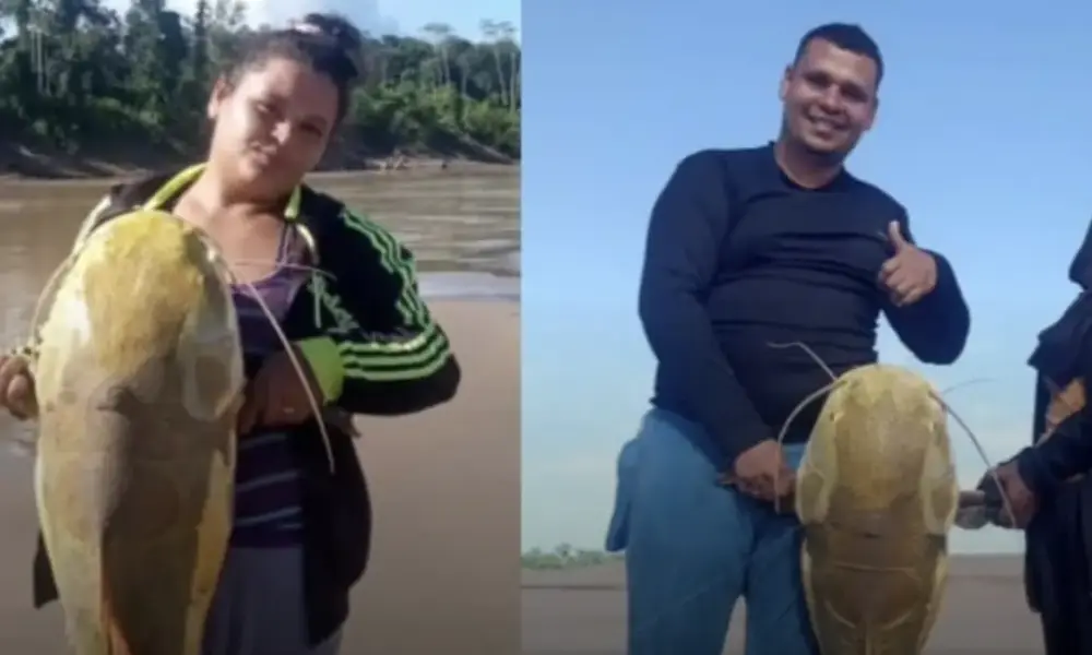 Pescadora fisga pirarara de quase 20 quilos em Porto Walter