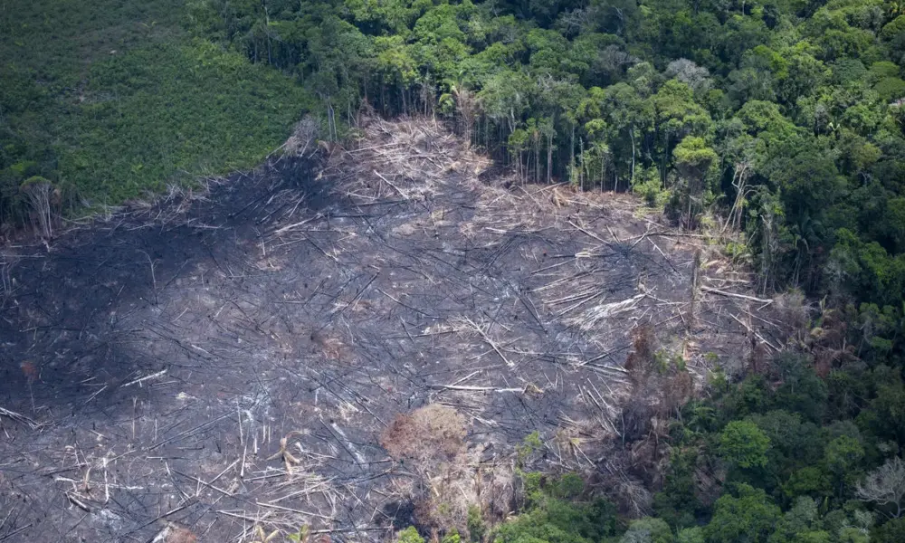 MP investiga desmatamento ilegal de 52 hectares de floresta em área de reserva