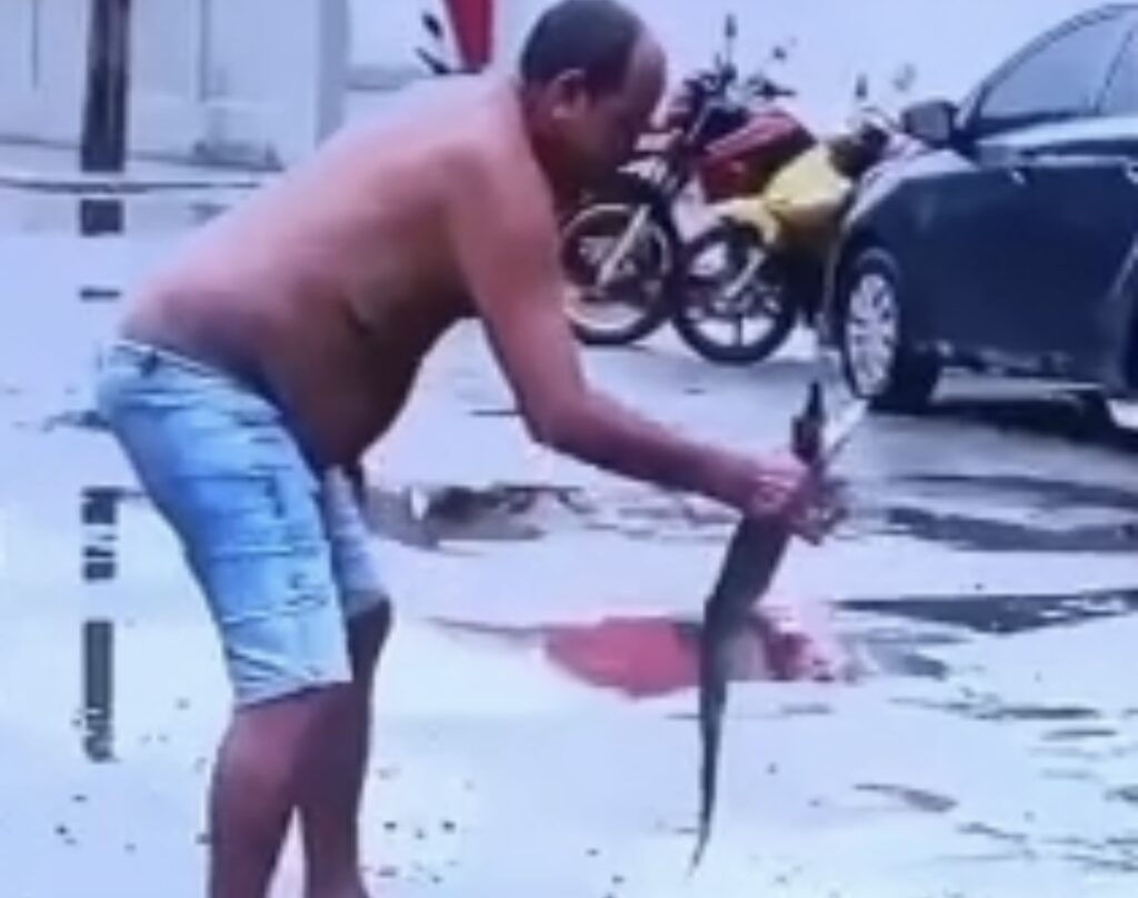 Homem captura filhote de jacaré em poça d’água no meio da rua em Cruzeiro do Sul