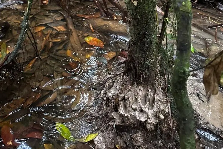 Jovem de 18 anos perdido na mata é encontrado com vida em Guajará (AM)