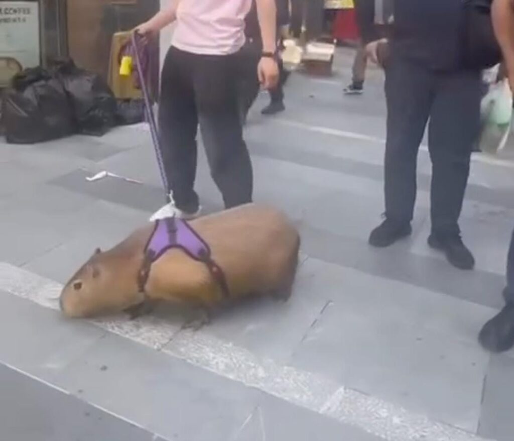 Capivaras conquistam a China como pets exóticos e Jorge Viana comenta fenômeno cultural; ASSISTA