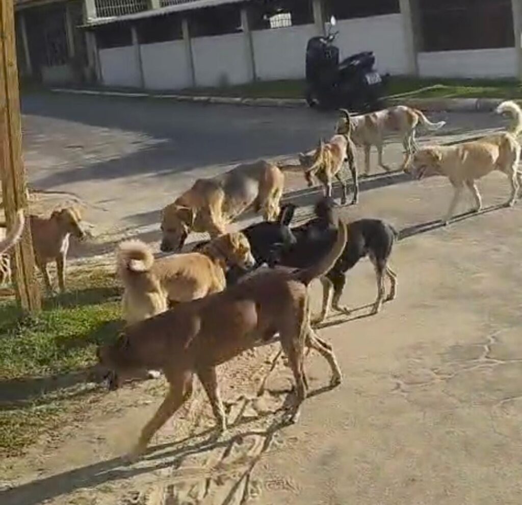 Quantidade de animais soltos na rua, impressiona em Cruzeiro do Sul; ASSISTA