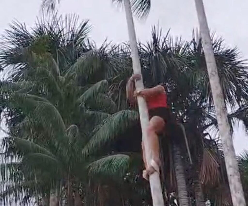Mulher impressiona ao se atrepar em pé de açaí ‘com facilidade’ em Cruzeiro do Sul: “não precisa de homem”