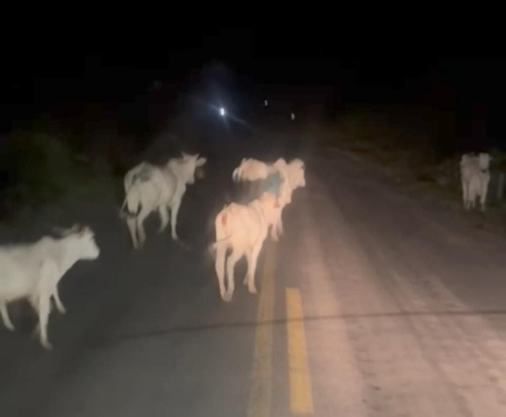 Perigo na pista: animais soltos, próximo ao Liberdade, causa preocupação à motoristas na BR-364