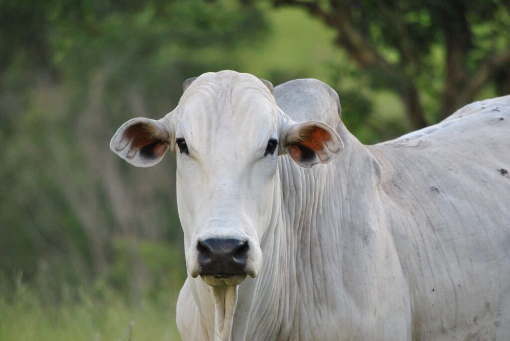 Acre atualiza preço do boi e anuncia estudo para novo valor mínimo