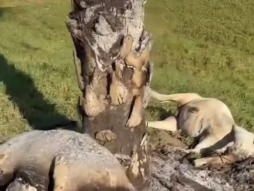 Animais morrem após raio cair em árvore na zona rural de Feijó