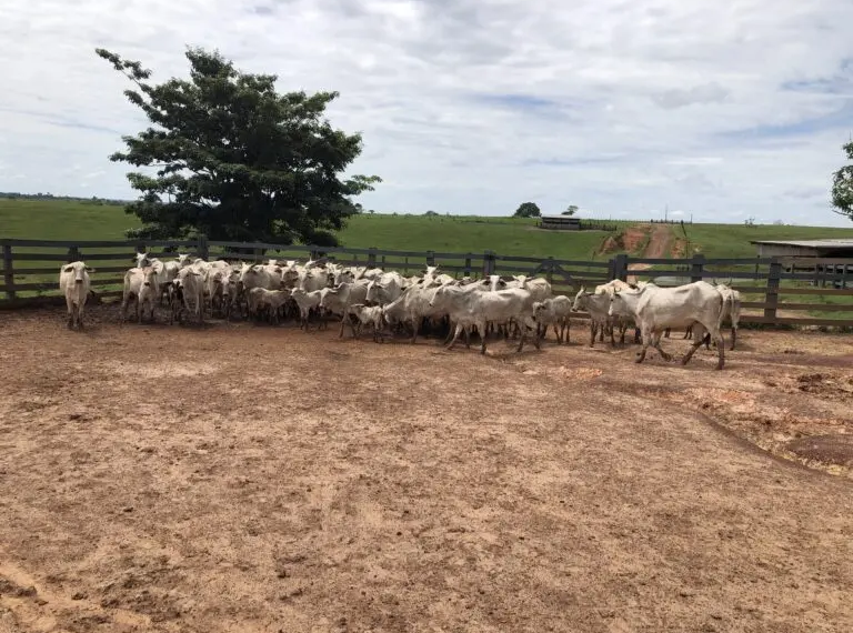 Pecuaristas do Acre têm até 30 de junho para vacinar mais de 8 mil fêmeas contra brucelose