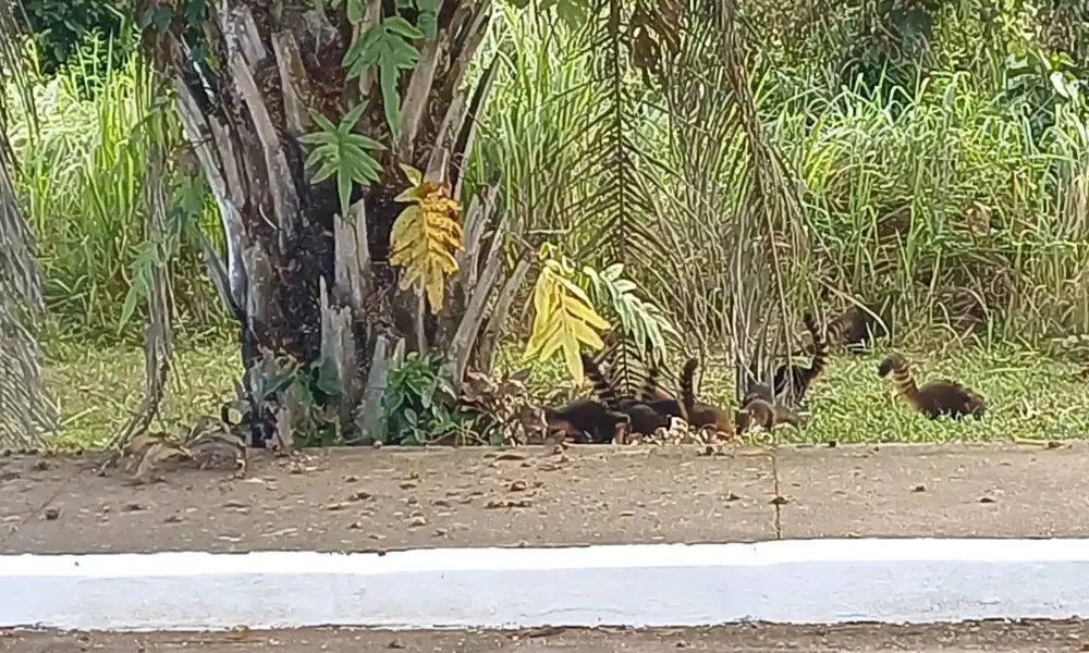 Grupo de quatis é visto se alimentando em área verde na região do Ipê; ASSISTA