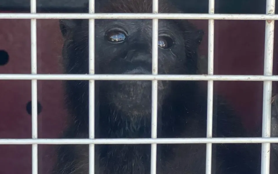 Macaco criado de forma doméstica é entregue aos bombeiros em Cruzeiro do Sul; ASSISTA