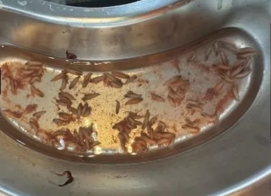 Tarauacá: homem procura hospital por dor no nariz e médicos descobrem larvas vivas na cavidade nasal