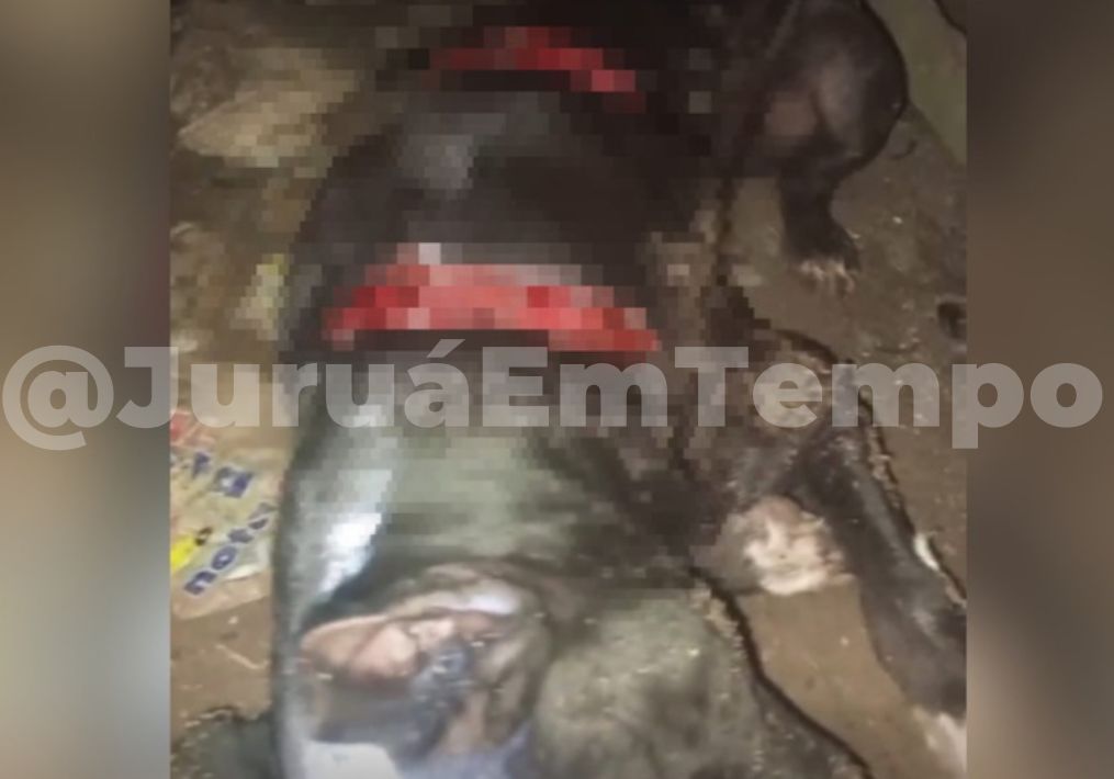 Violência contra cachorro em zona rural causa indignação nas redes sociais