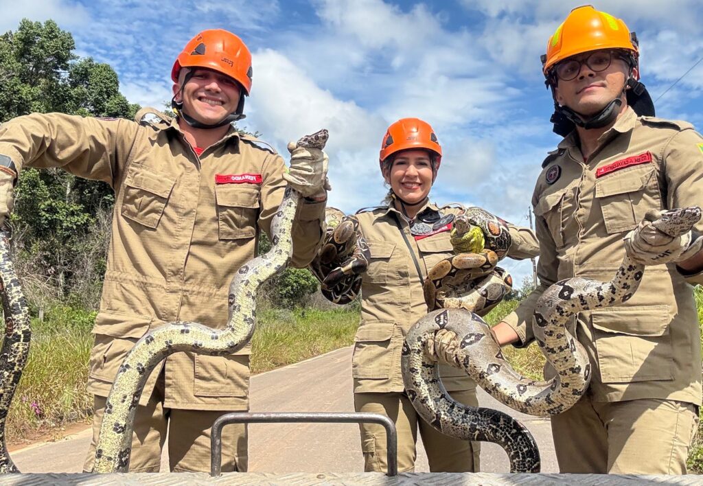 Quatro jibóias são resgatadas pelo Corpo de Bombeiros em estrada de Cruzeiro do Sul durante época reprodutiva