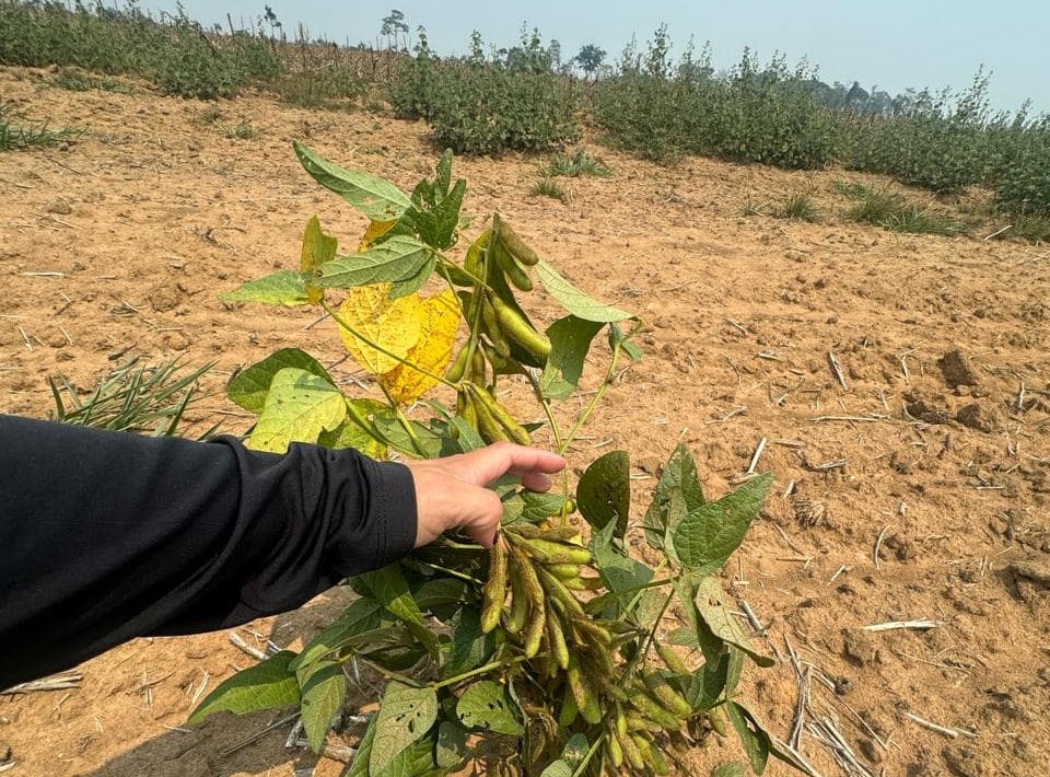 Acre inicia período do vazio sanitário da soja para proteger lavouras e garantir produção sustentável