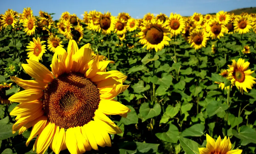 Mapa publica portaria que estabelece critérios para cultivo de girassol no Acre