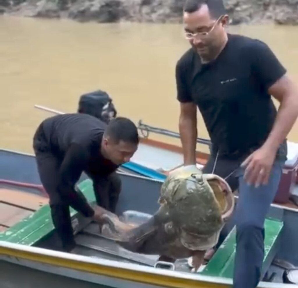 Secretários de Rodrigues Alves fisgam peixe de mais de 80 quilos no Rio Juruá; ASSISTA