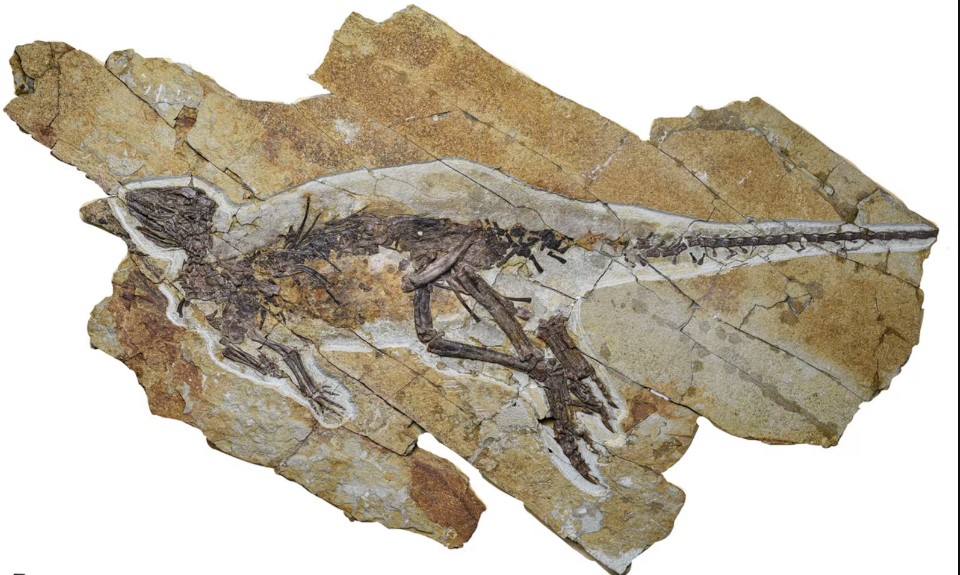 Dinossauros podem ter piado em vez de rugido, segundo estudo