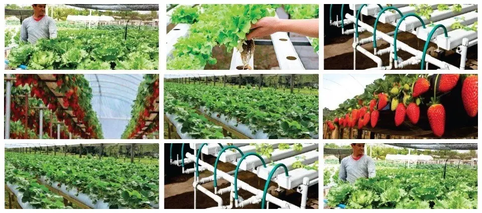 Centro de Tecnologia em Hidroponia será instalado em Cruzeiro do Sul