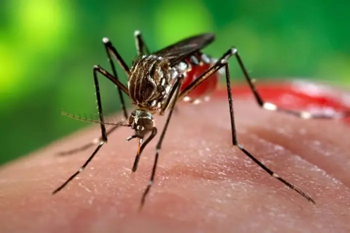 OMS alerta para risco global de surto do vírus chikungunya