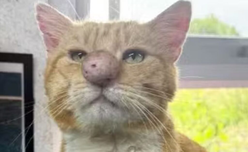 Gato com nariz gigante vira sensação nas redes após ser resgatado
