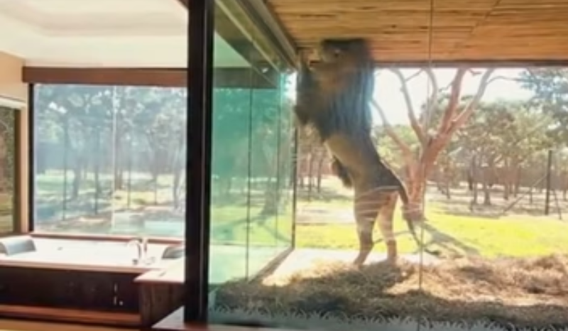VÍDEO: leão “bate na porta” de suíte de luxo de hotel que oferta a experiência