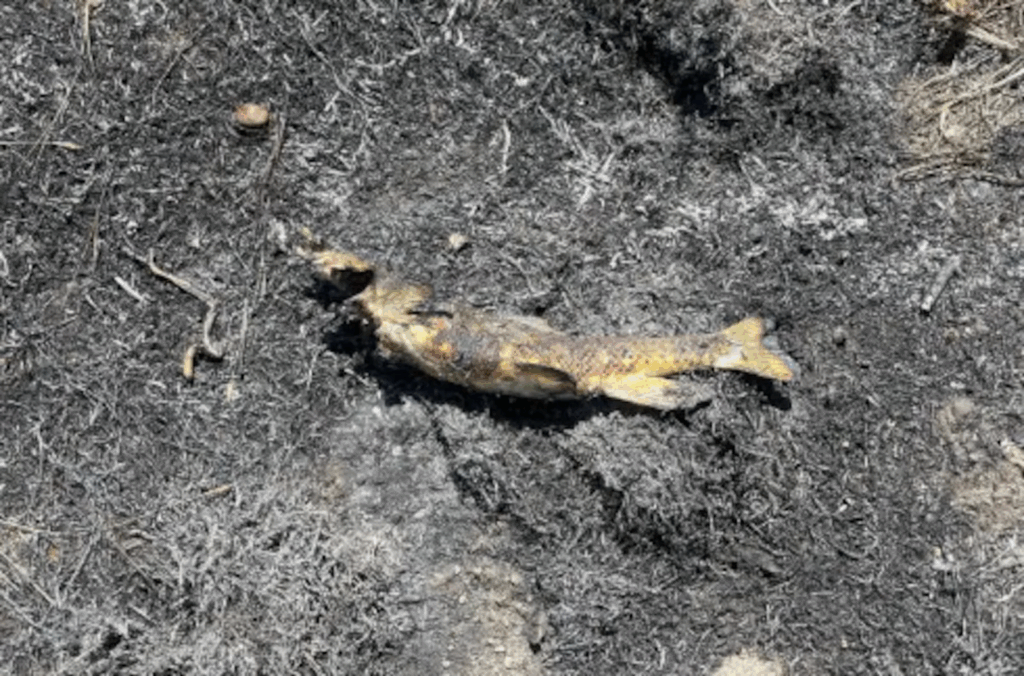 Peixe cai do céu, provoca curto-circuito e incêndio florestal em cidade do Canadá