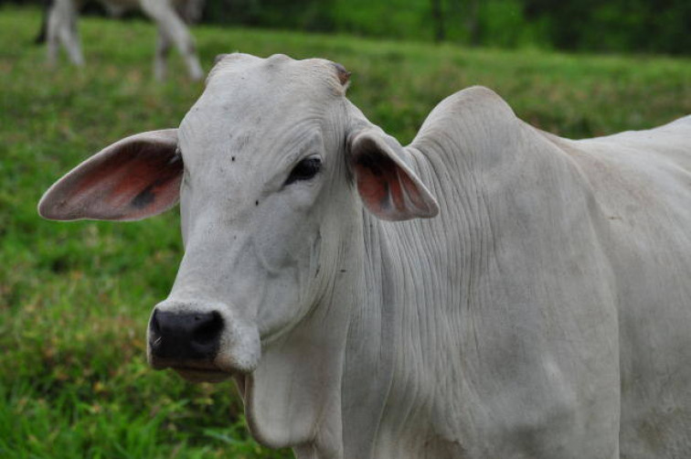 IDAF confirma quatro casos de raiva animal em rebanhos do Vale do Juruá