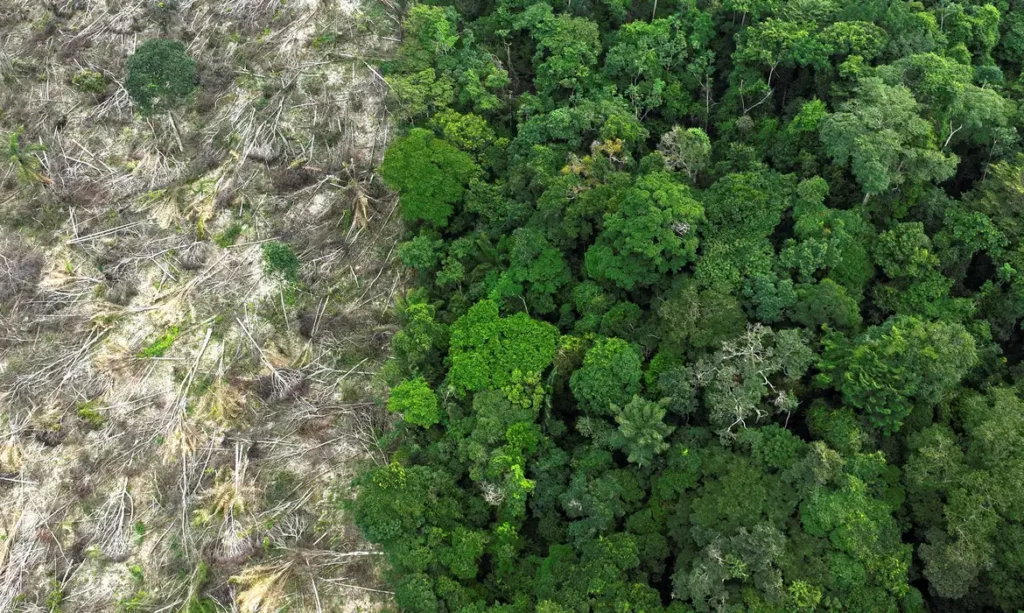 Pesquisa mede impacto de mudanças do clima e desmatamento na Amazônia
