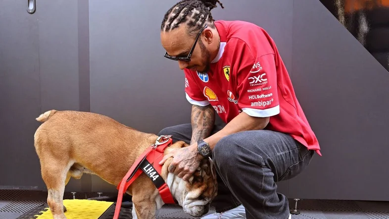 Hamilton anuncia morte de Roscoe, seu ‘inseparável cão’