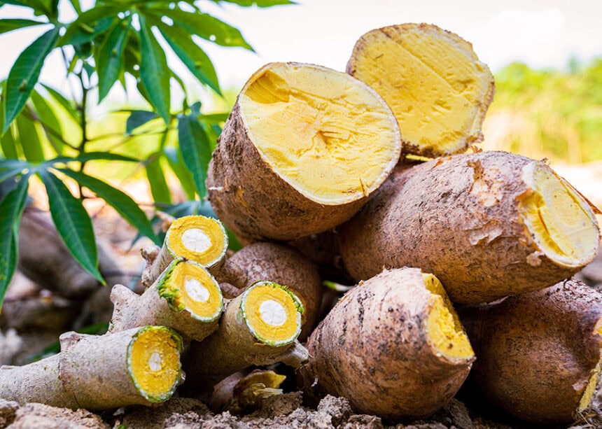 Nova mandioca BRS Jacundá promete triplicar produtividade