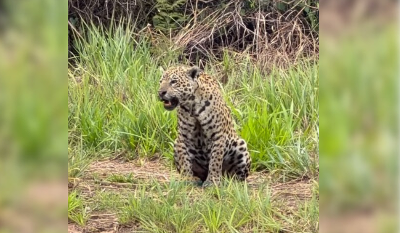 Onça-pintada ‘Patrícia’ viraliza ao ser flagrada ‘chamando’ os filhotes no Pantanal; veja o vídeo