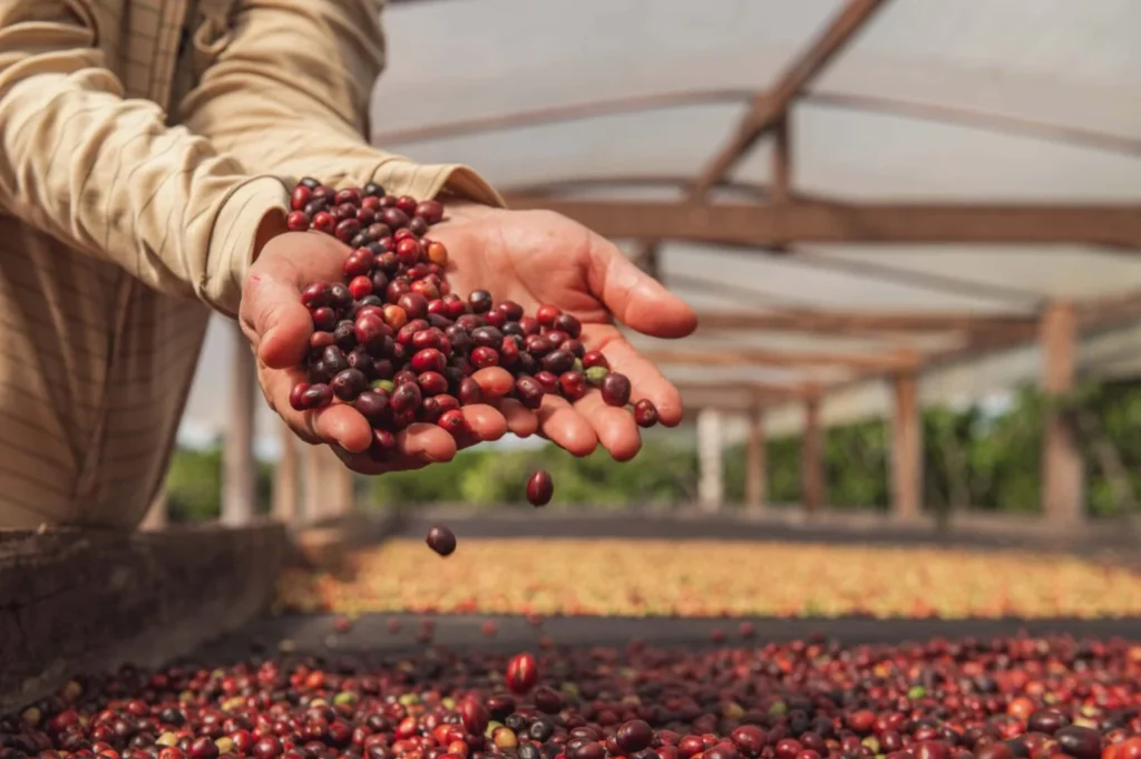 ‘Café do Acre tem notas únicas’, diz produtora eleita pela Forbes uma das mais poderosas do agro