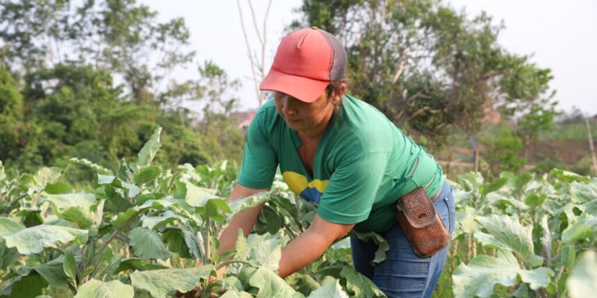 Acordo fortalece qualificação de produtores da agricultura familiar em Nova Cintra