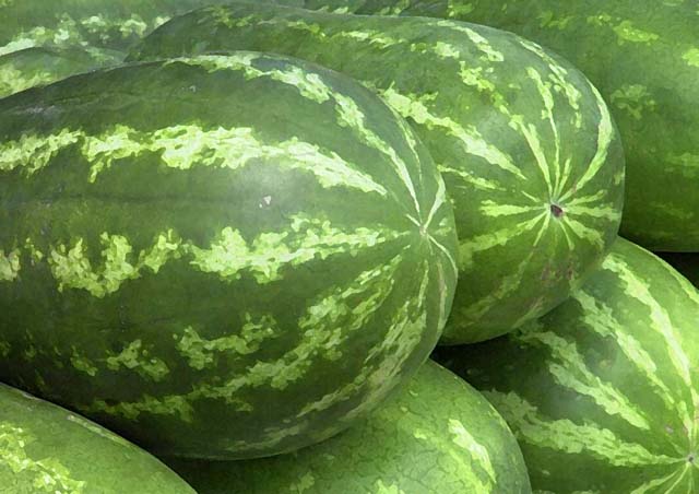 Melancia segue em alta mesmo no pico da safra no Acre