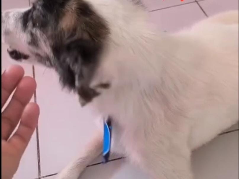 Duas vezes resgatado: cão Chico supera paralisia e maus-tratos até encontrar um lar seguro