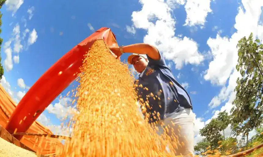 Preço da soja recua no mercado brasileiro e pressiona a renda do produtor