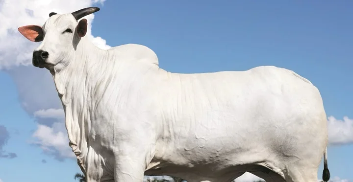 Conheça Donna, a vaca brasileira de R$ 54 milhões e mais valiosa do mercado