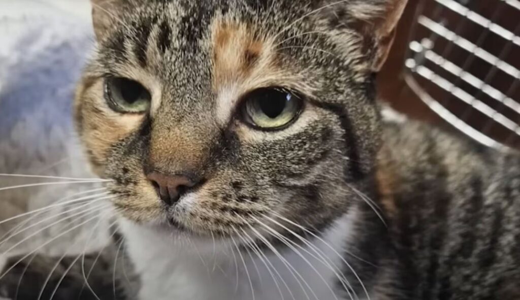 Gata que sumiu por janela em 2015 retorna ao lar uma década depois